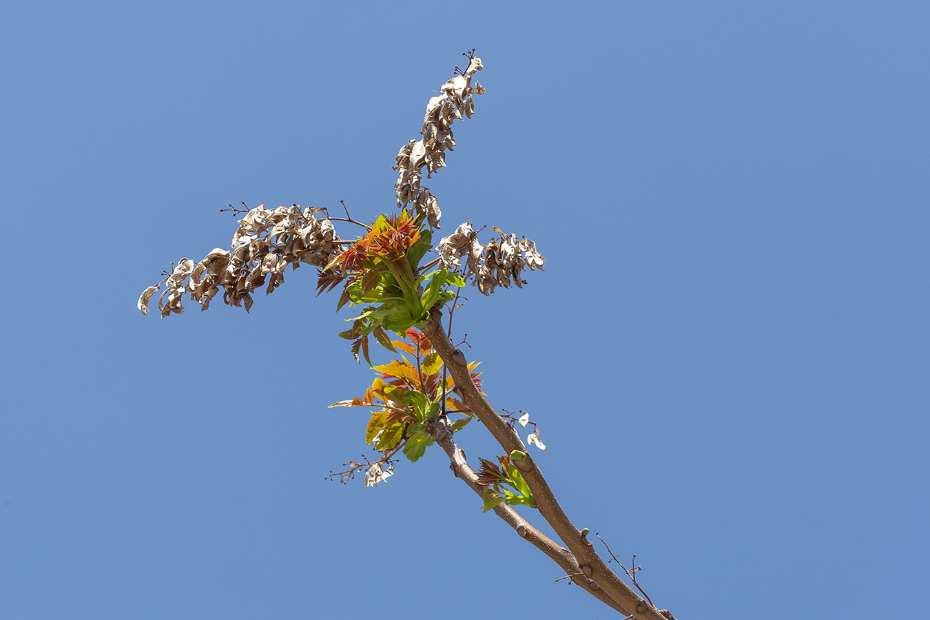 Изображение особи Ailanthus altissima.