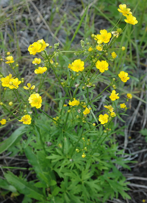 Изображение особи Ranunculus acris.