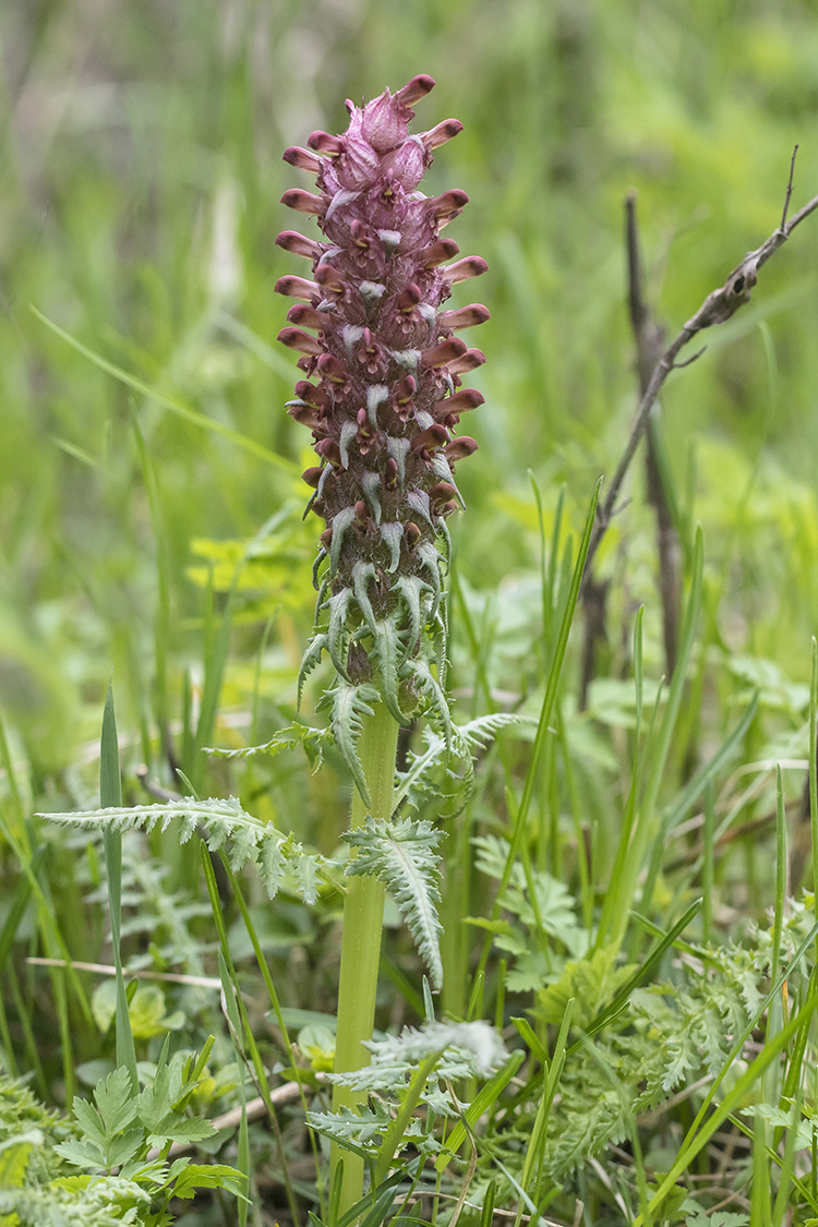 Изображение особи Pedicularis alberti.