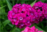 Dianthus barbatus. Цветки. Московская обл., Раменский р-н, окр. дер. Хрипань, садовый участок. 15.06.2024.