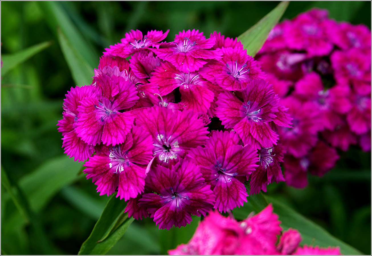 Изображение особи Dianthus barbatus.