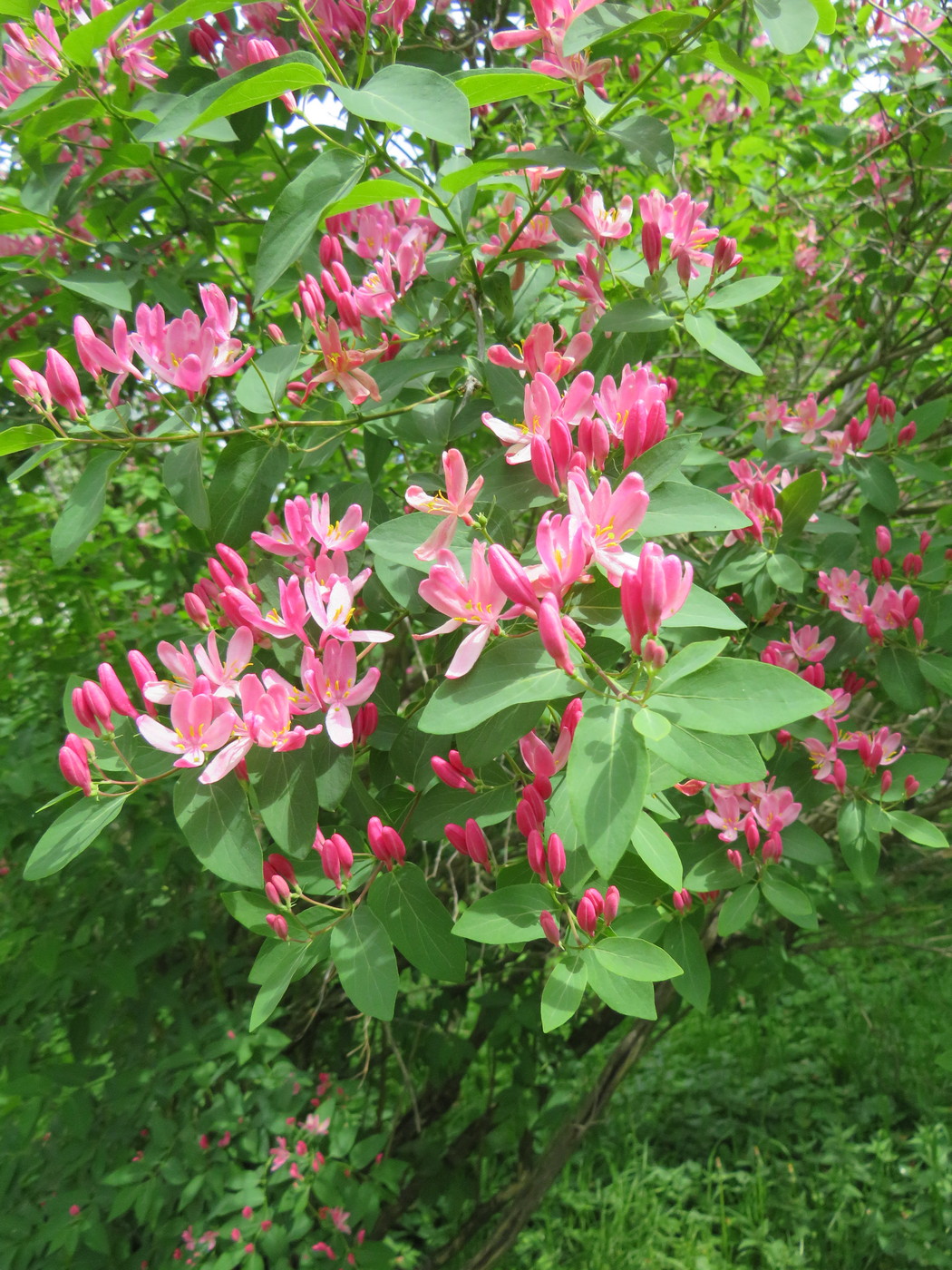 Image of Lonicera &times; bella specimen.