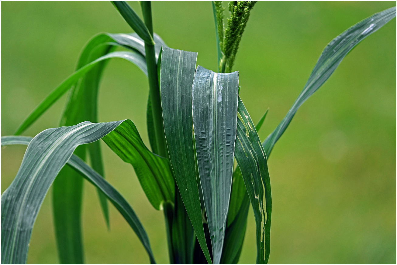 Изображение особи род Echinochloa.