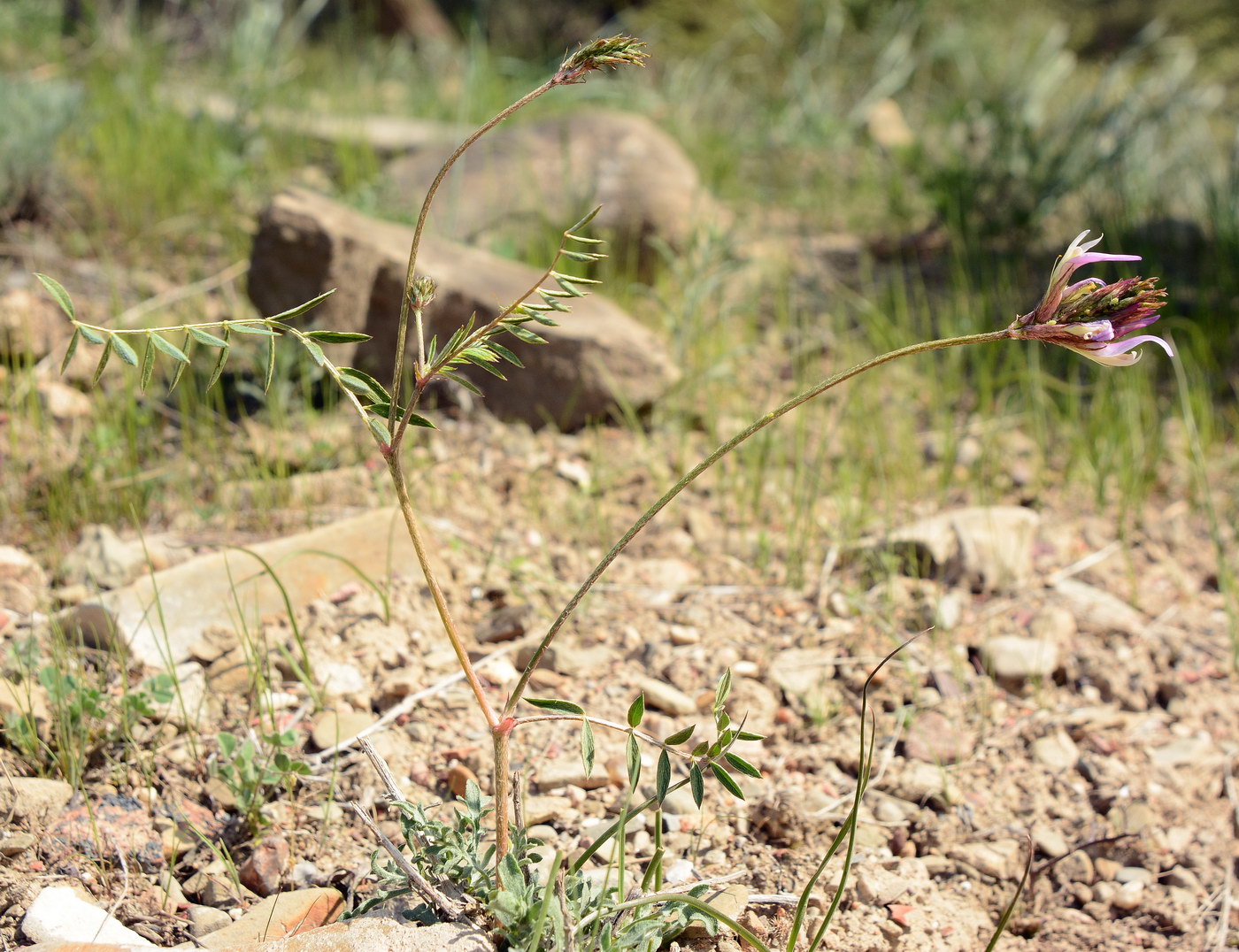 Image of Astragalus bosbutooensis specimen.