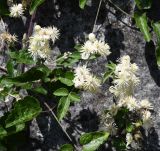 Clematis vitalba. Часть побега с цветками. Греция, гора Олимп, окр. бывшей лесопилки Приония, берег р. Энипеас, ≈1100 м н.у.м. 08.08.2024.