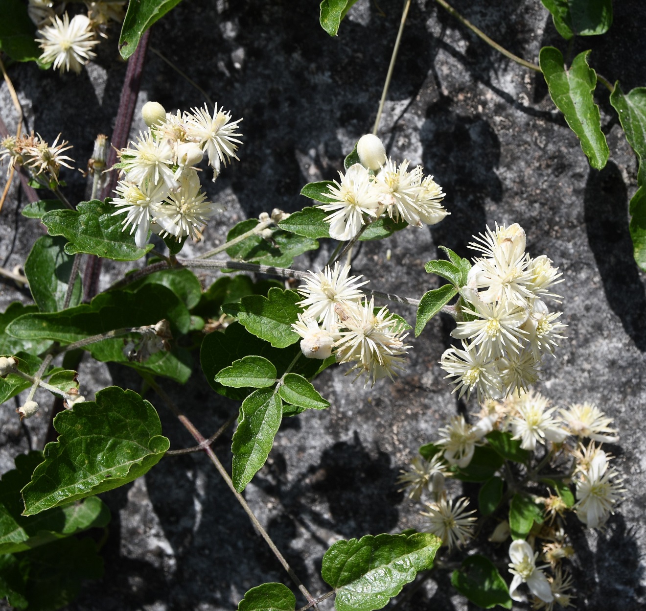 Image of Clematis vitalba specimen.