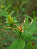 Hypericum gebleri. Верхушка побега с бутоном и завязью. Хабаровский край, окр. г. Комсомольск-на-Амуре, Силинский лесопарк, зарастающая просека. 11.08.2024.