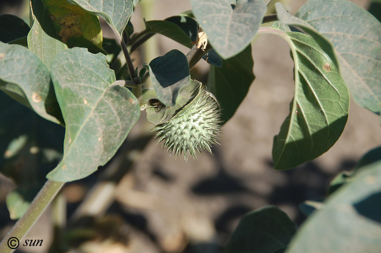 Изображение особи Datura innoxia.