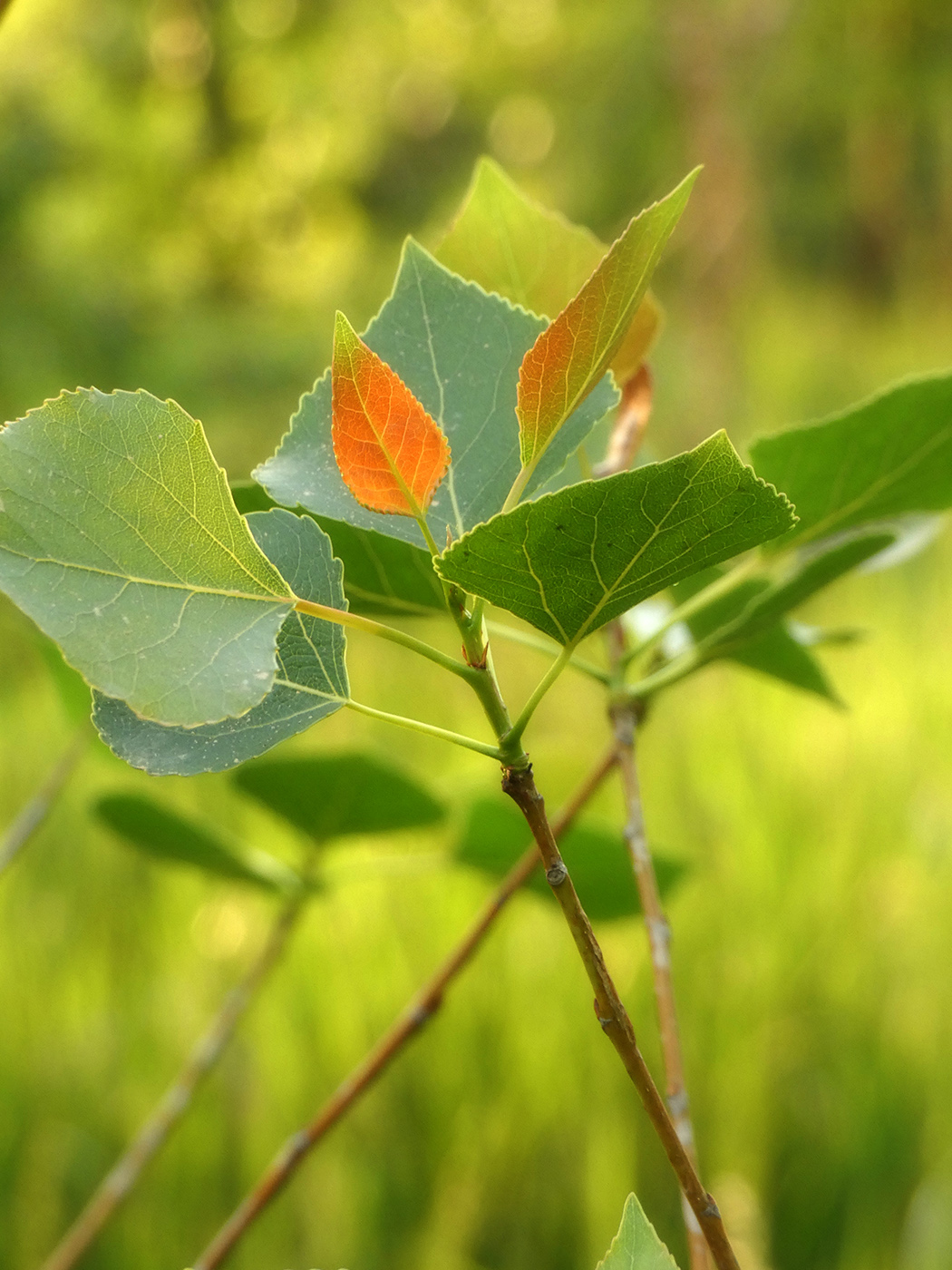 Image of Populus nigra specimen.