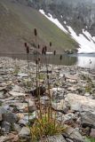 Phleum alpinum. Плодоносящие (?) растения с желтеющей листвой. Карачаево-Черкесия, Урупский р-н, хр. Абишира-Ахуба, окр. оз. Перевальное, ≈ 2700 м н.у.м., каменистый берег озера. 11.08.2024.