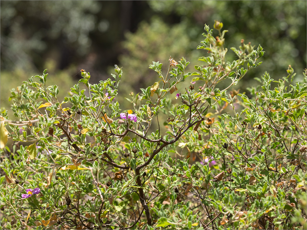 Image of Cistus creticus specimen.