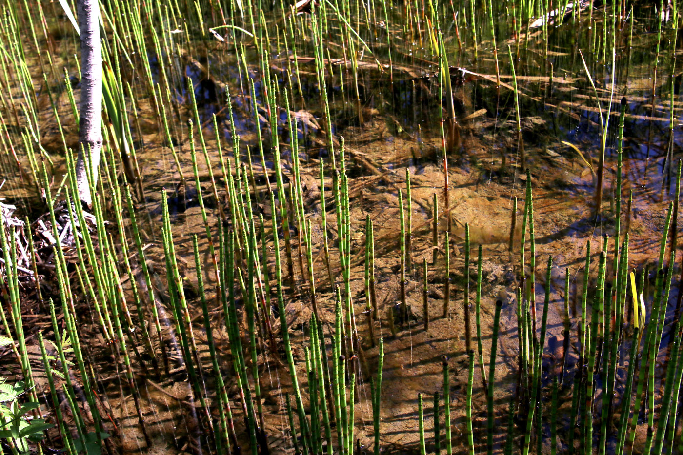 Image of Equisetum fluviatile specimen.