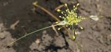 Allium flavum