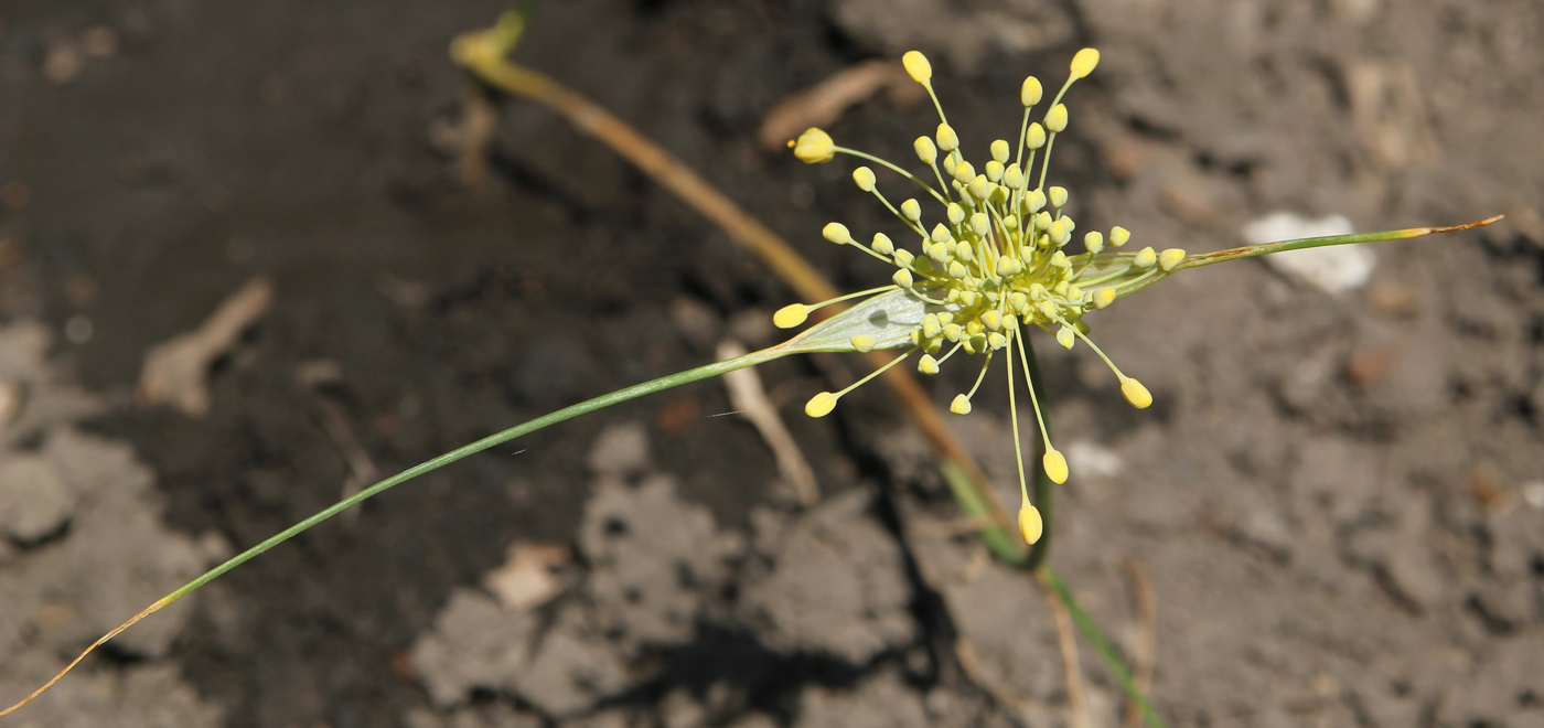 Image of Allium flavum specimen.