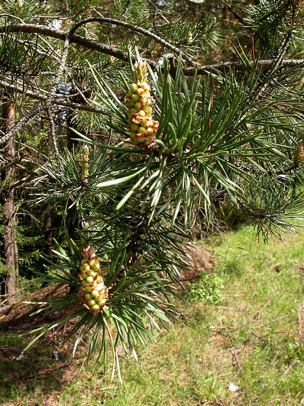 Image of Pinus sylvestris specimen.