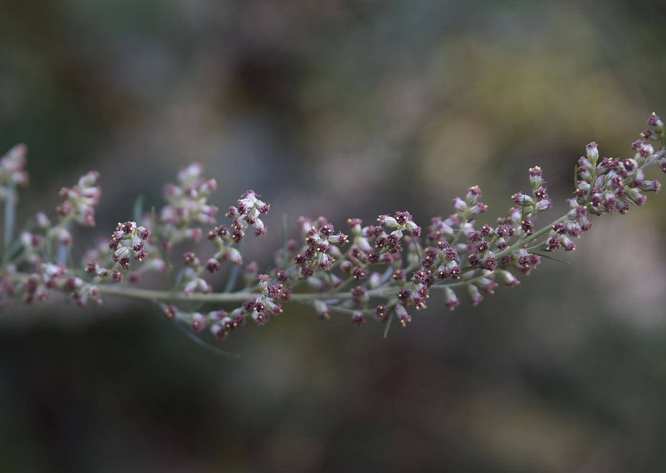 Изображение особи Artemisia vulgaris.