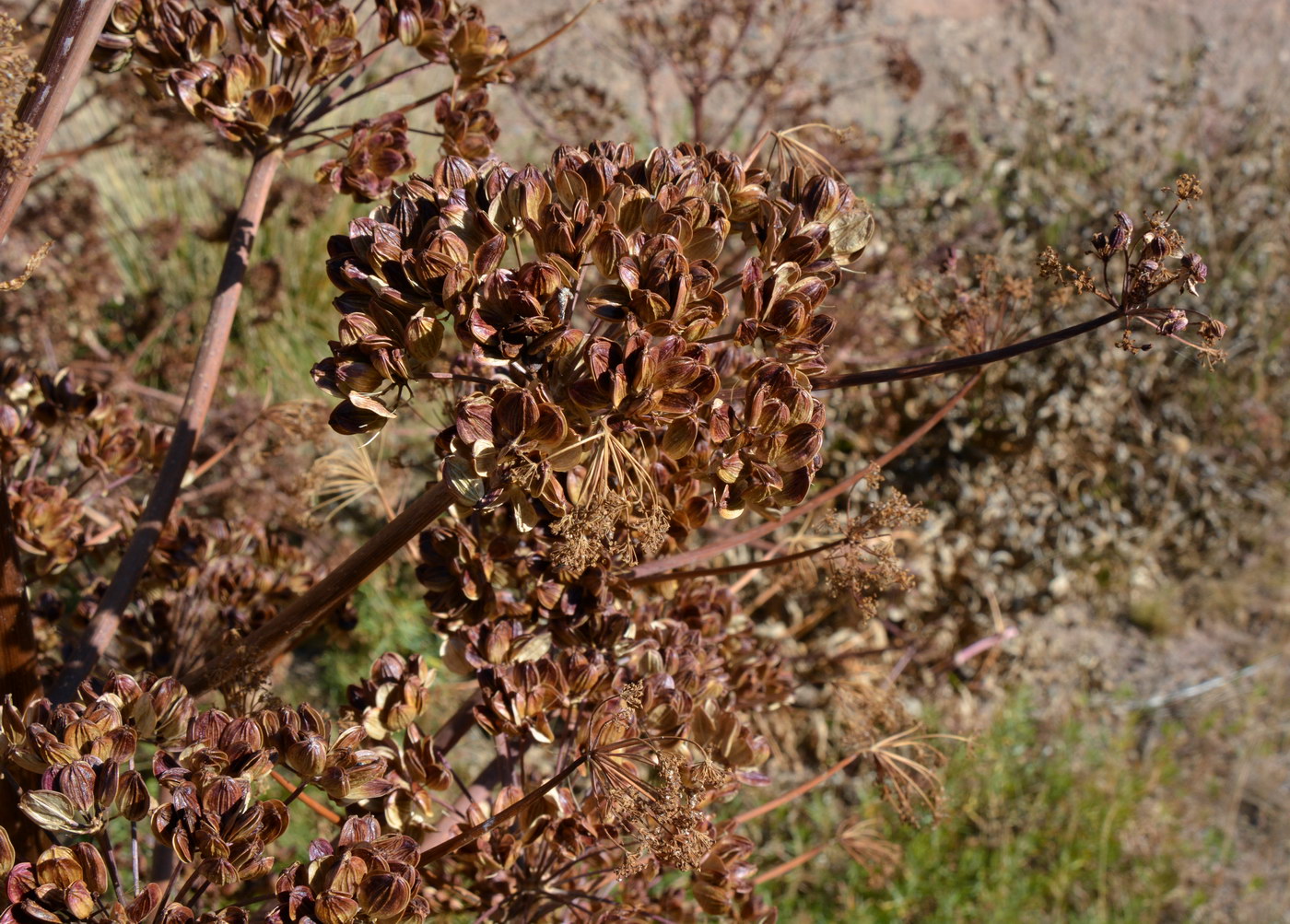 Image of Ferula foetidissima specimen.