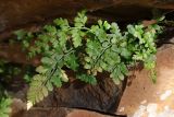 Asplenium billotii. Растение в трещине скалы. Крым, Южный Берег, гора Аюдаг, восточный склон. 02.01.2025.