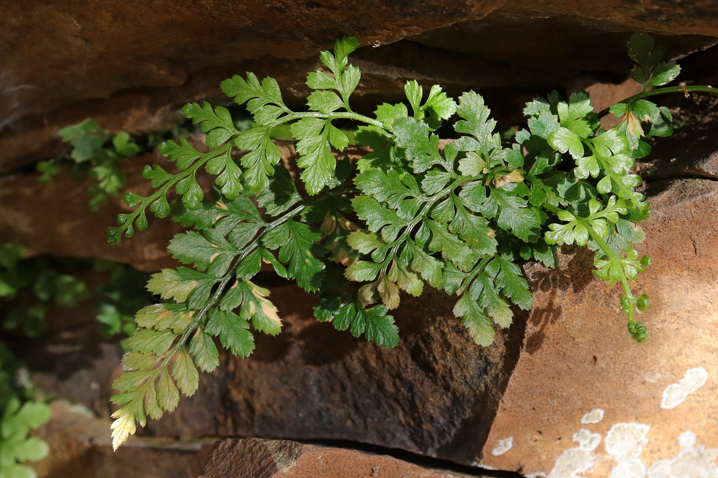 Image of Asplenium billotii specimen.