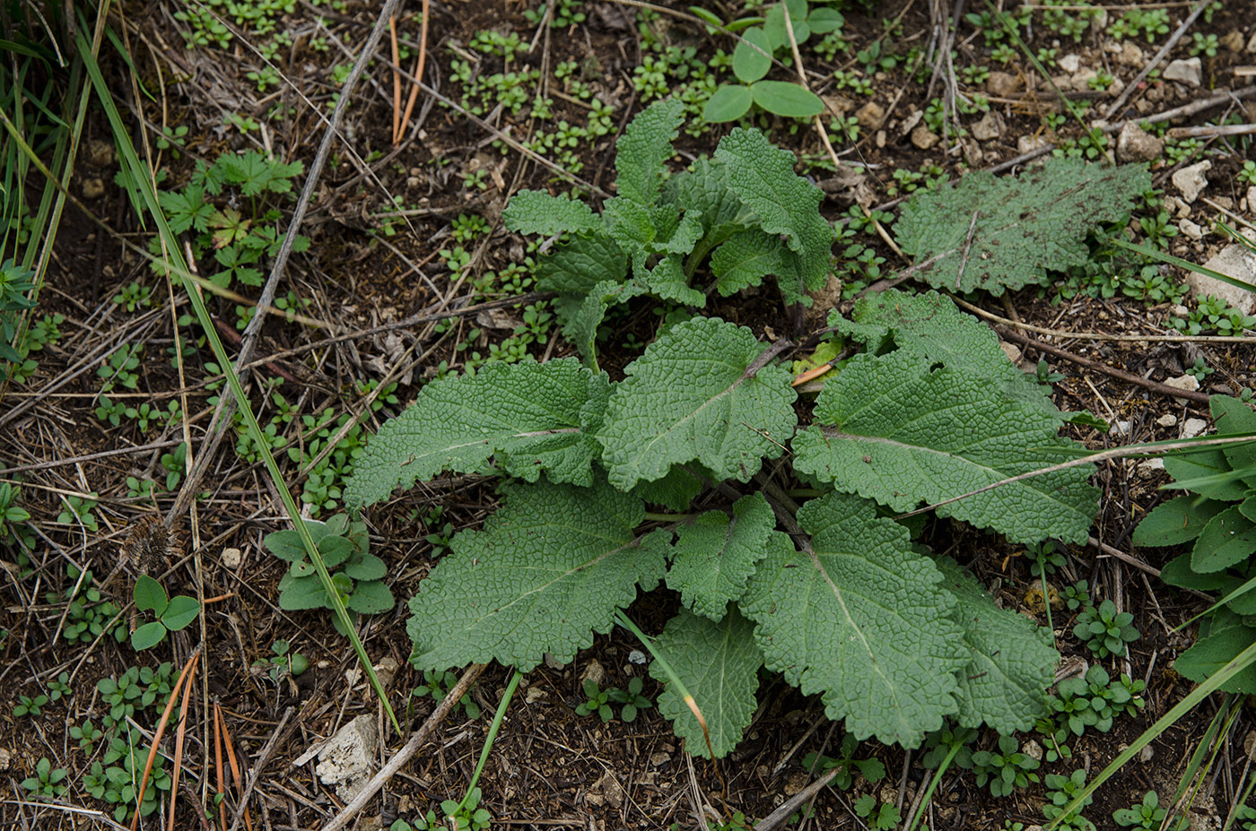 Изображение особи Salvia stepposa.