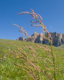 Rumex tuberosus. Соцветия. Кабардино-Балкария, Черекский р-н, окр. с/п Верхняя Балкария, южный склон горы Бекаирбаши, ≈ 2200 м н.у.м., субальпийский луг. 29.07.2024.