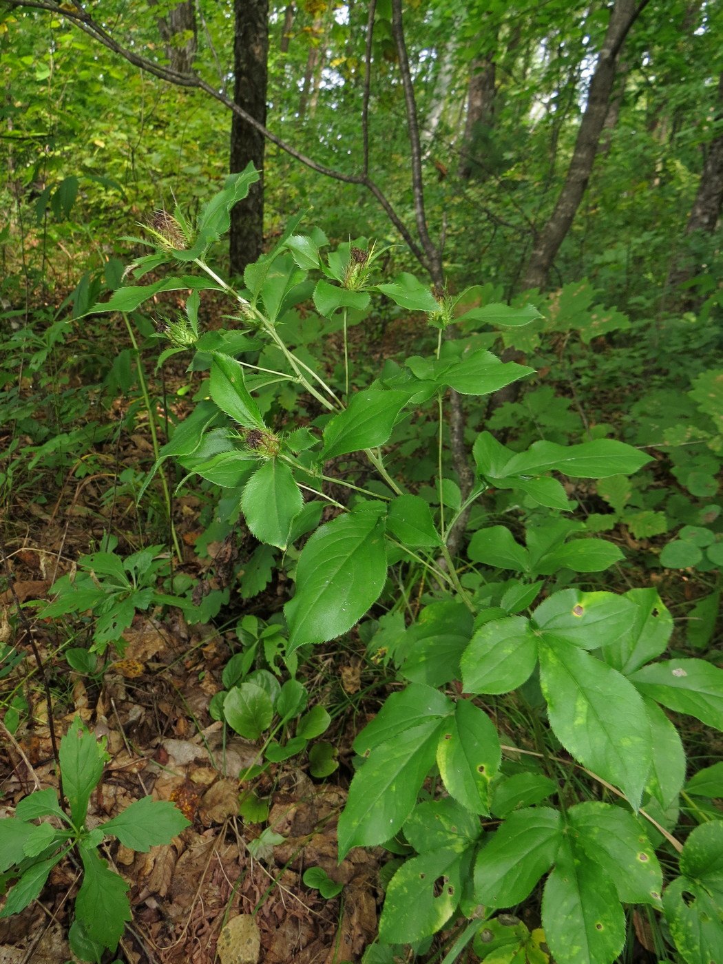 Image of Atractylodes ovata specimen.