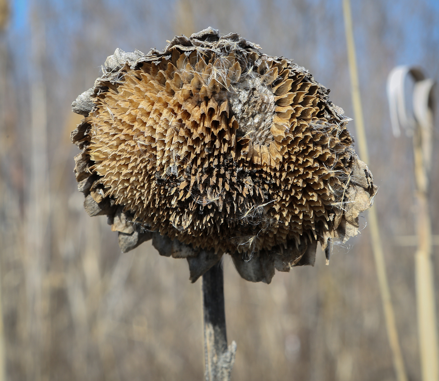 Изображение особи Helianthus annuus.