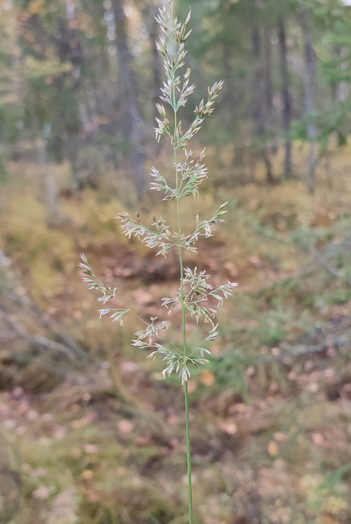 Image of Calamagrostis lapponica specimen.