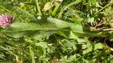 genus Hieracium