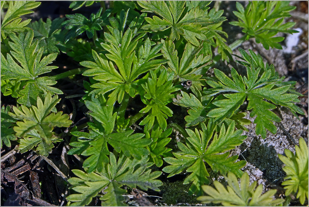 Image of genus Potentilla specimen.
