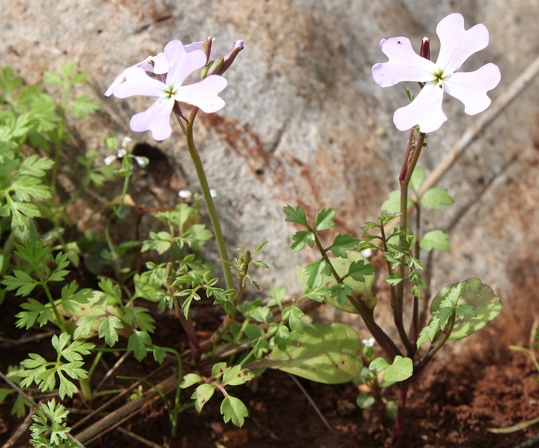 Image of Ricotia lunaria specimen.