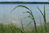 View full-size image Festuca arundinacea