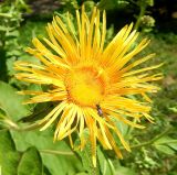 View full-size image Telekia speciosa