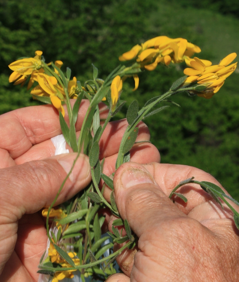 Image of Genista humifusa specimen.