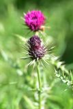 View full-size image Carduus onopordioides
