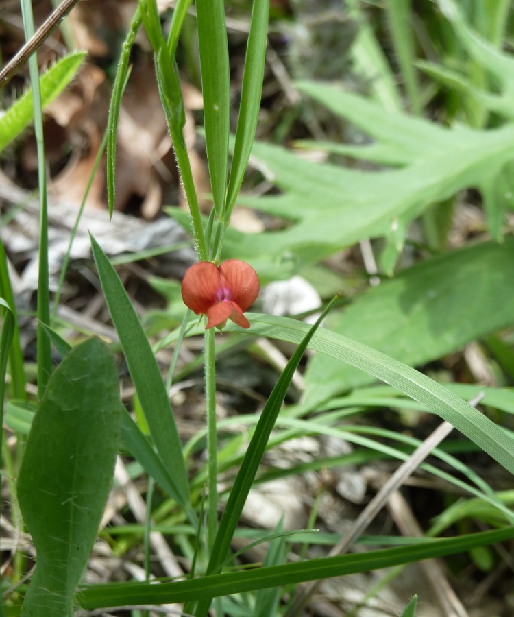 Изображение особи Lathyrus sphaericus.