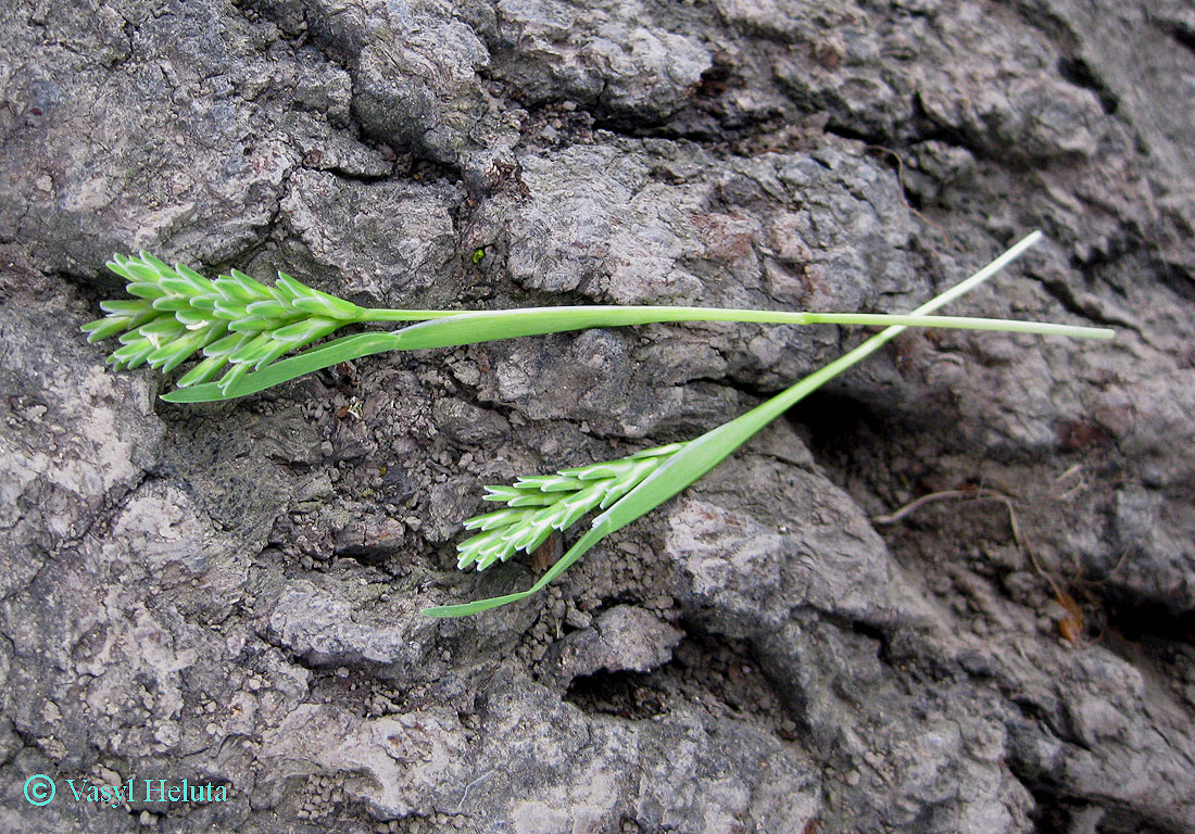 Image of Sclerochloa dura specimen.