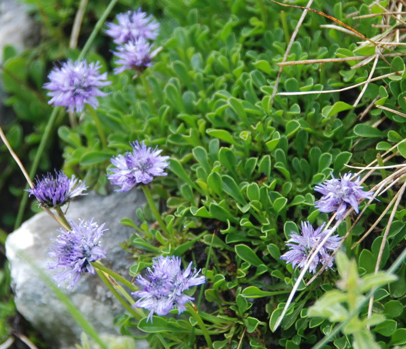 Image of genus Globularia specimen.