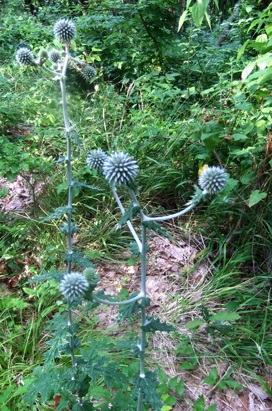 Image of Echinops sphaerocephalus specimen.