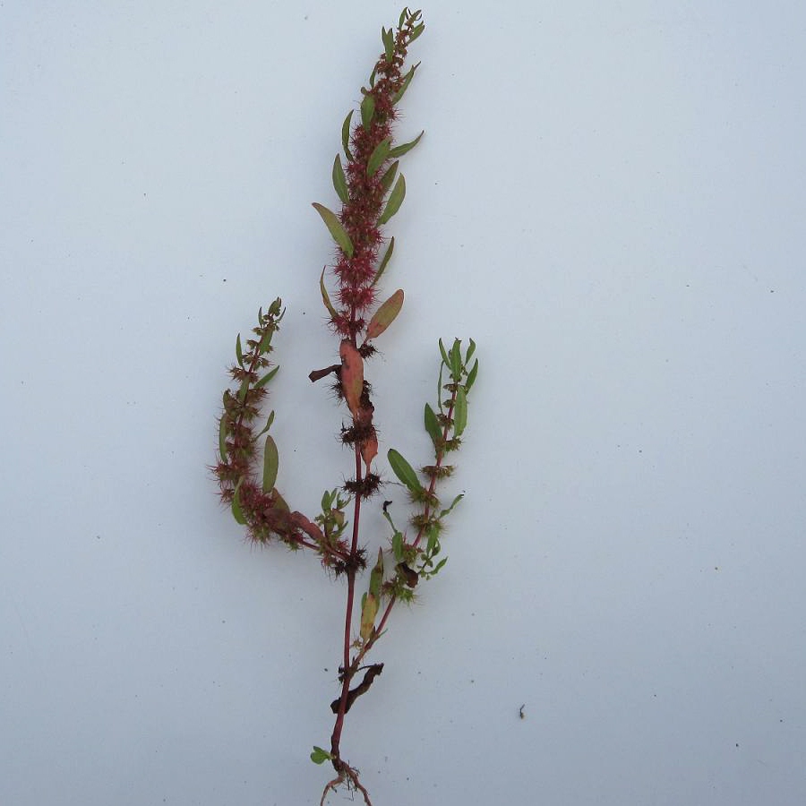 Image of Rumex marschallianus specimen.