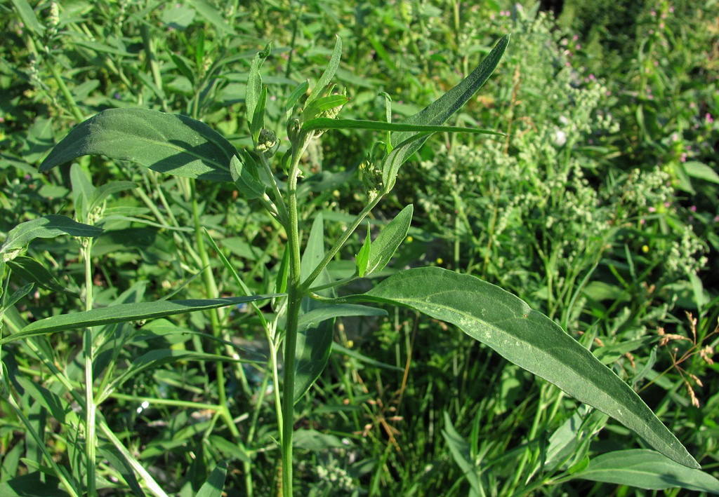 Image of genus Atriplex specimen.