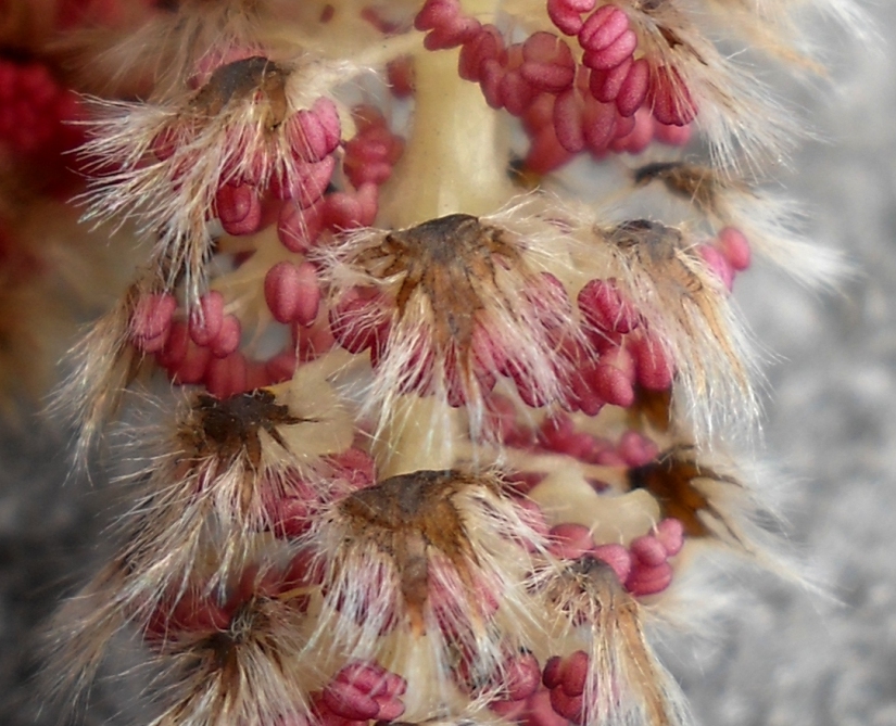 Image of Populus tremula specimen.