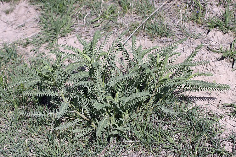 Image of genus Astragalus specimen.