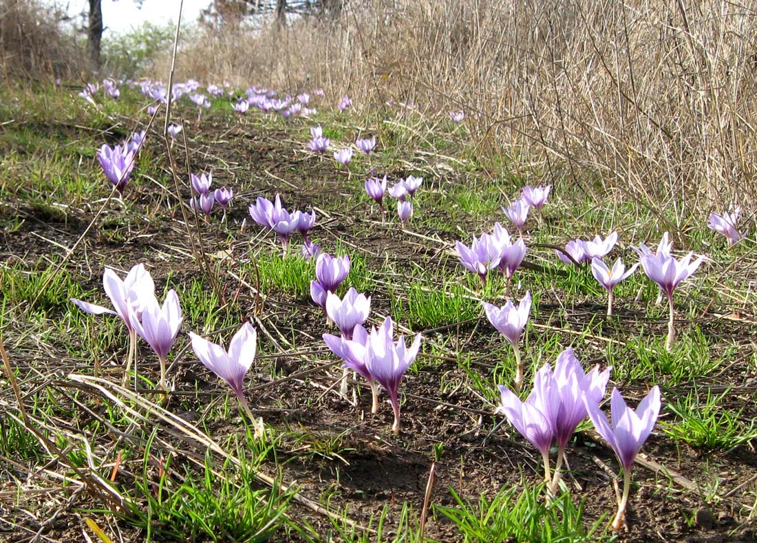 Изображение особи Crocus pallasii.