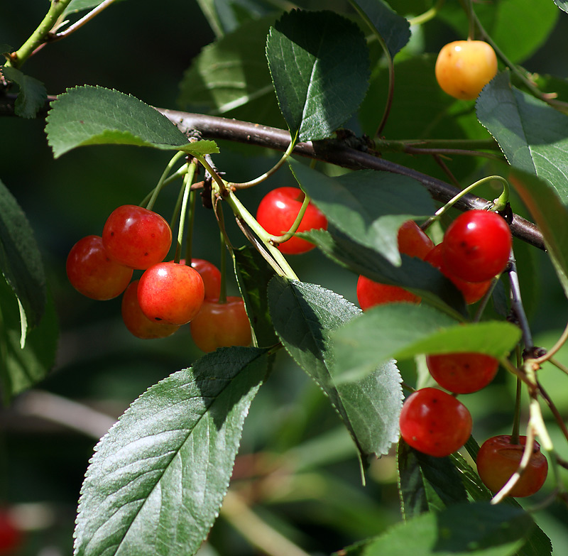 Изображение особи Cerasus vulgaris.