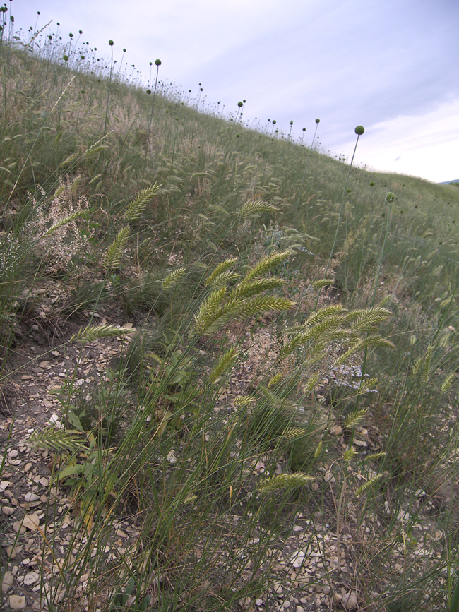 Image of Agropyron pectinatum specimen.