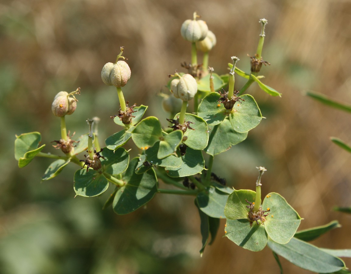 Image of Euphorbia esula specimen.