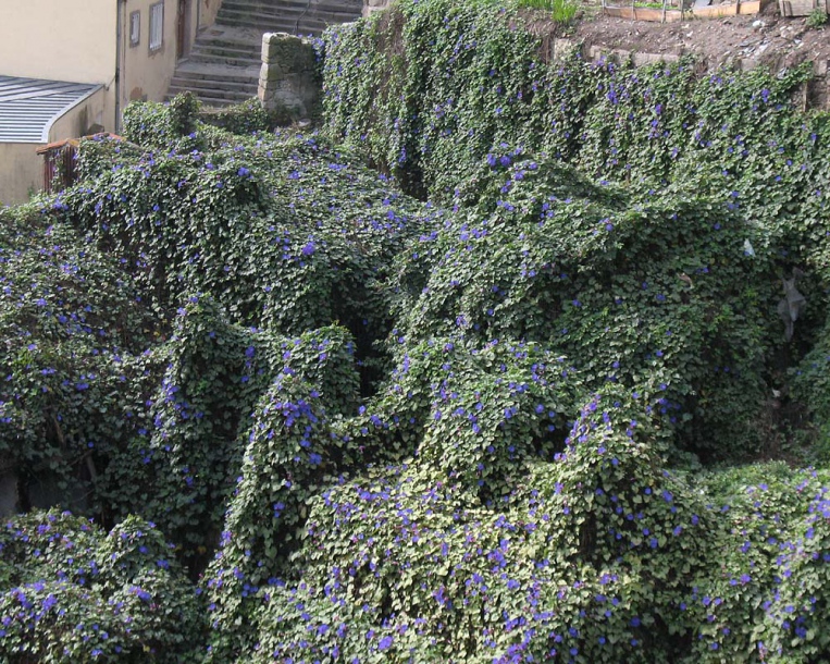 Image of Ipomoea indica specimen.