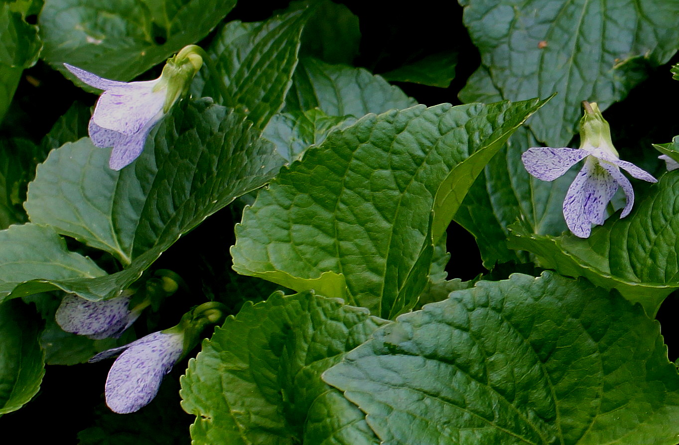 Image of Viola sororia specimen.