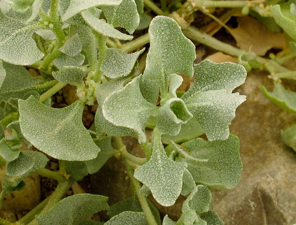 Image of Atriplex holocarpa specimen.